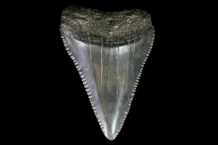 Serrated, Fossil Great White Shark Tooth #66734